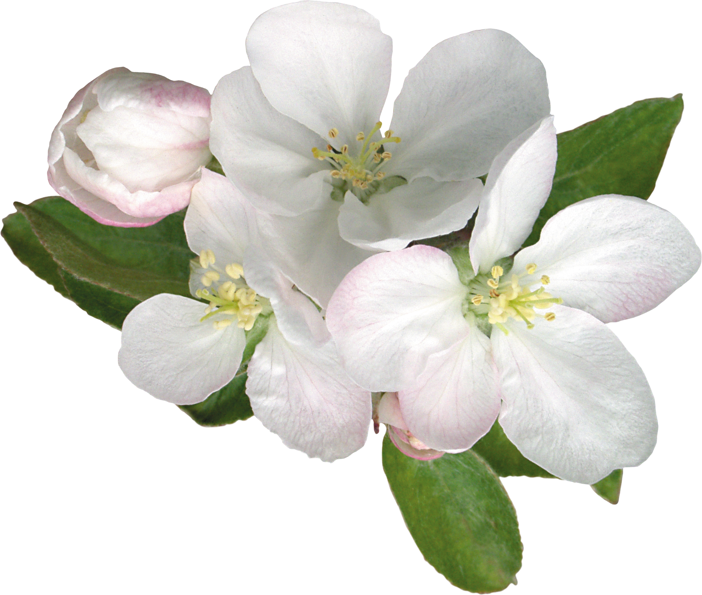 Картинки нет